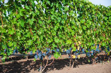 Vineyards at sunset in autumn harvest