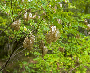 Obraz premium Ripe pods with acacia seeds.