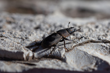 Horned beetle