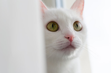 White cat with green eyes