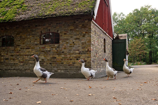 Geese in the farmhouse in the yard.