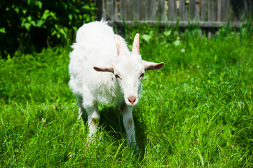 Obraz premium Domestic goats outdoor