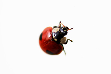 one live ladybug isolated on white background, macro shot.