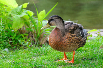Duck standing on a grass. A bright sunny day.