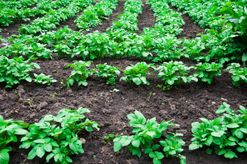 Potato plants field