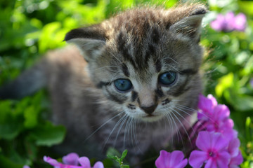  small gray striped kitten against a background of green grass and pink flowers. cute domestic pet