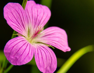 Pink blooming flower