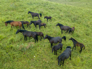 Aerial view from the drone. A herd of horses grazing in the Alpine meadows of the North Caucasus.