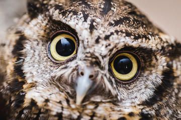 Owl image in high resolution