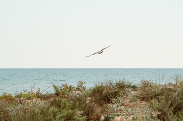 Flying seagull at the seaside