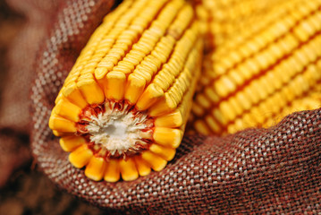 Harvested corn cobs in burlap sack