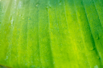 Banana leaf background in bright green morning in Phuket Thailand