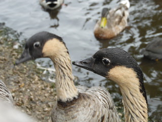 Fototapeta premium goose, goose, duck
