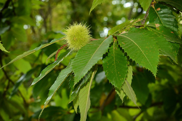 curly and chestnut fruits in a forest on the Tuscan mountains. Italy.