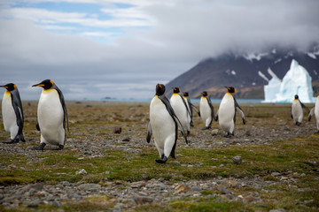 penguin in the arctic