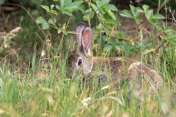 Wildkaninchen sitzt im hohen Gras vor einem Waldrand und blickt scheu zum Fotografen