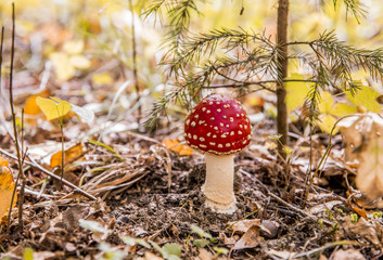 Amanita muscaria, commonly known as the fly agaric or fly amanita native throughout the Northern Hemisphere.