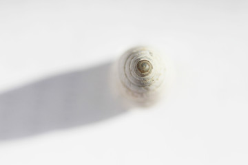 Ground terrestrial mollusk Brephulopsis cylindrica - a kind of pulmonary earth snails of the genus Brephulopsis of the Enidae family. This empty shell found in the Crimea.