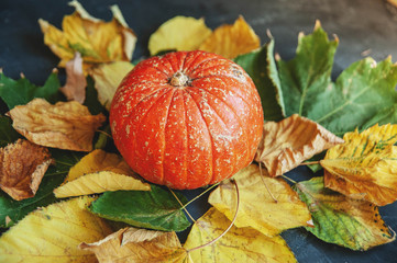 Close-up of pumpkin on leaves on dark background, space for text. Halloween