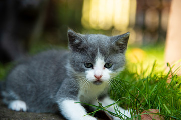 Portrait of a little kitten outdoor on grass