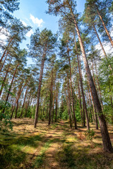 stare sosnowe drzewa © Kamil_k2p