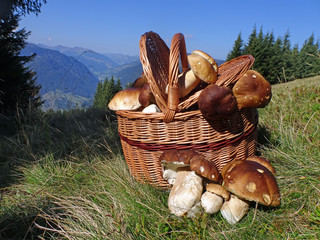 Korb mit Steinpilzen - basket with mushrooms