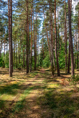 ścieżka przez las © Kamil_k2p