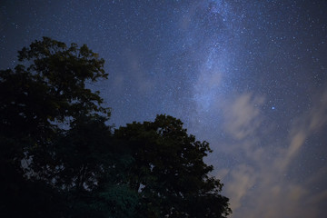 Starry sky over the forest