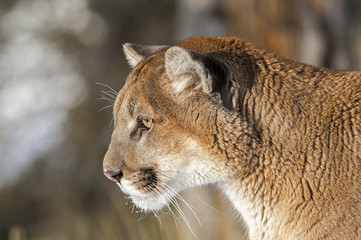 Mountain Lion Portrait