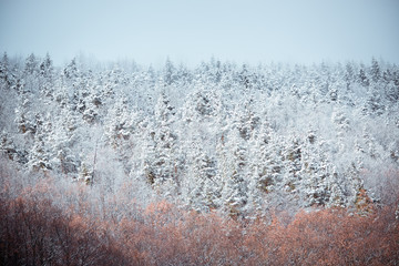 trees in winter