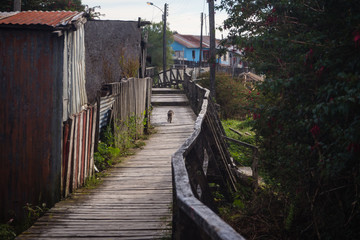 Cat in Boardwalk at the isolated Puerto Eden in Wellington Islands, fjords of southern Chile