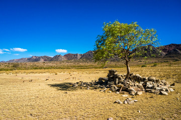 Fototapeta na wymiar Lonesome tree in Toro Toro Bolivia