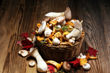 variety of raw mushrooms on wooden table. chanterelle, oyster and other fresh mushrooms.