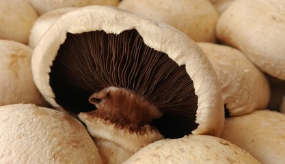 funghi champignon