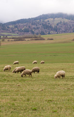 Sheep grazing on a meadow
