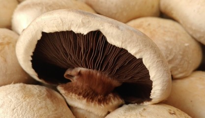 funghi champignon