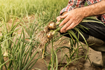 Bunch of young onions in farmer's hands - agriculture