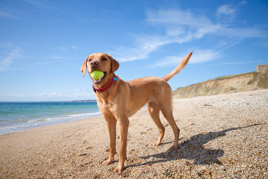 A happy and healthy yellow Labrador Retriever dog standing in profile on a deserted sandy beach with a tennis ball in its mouth whilst on summer vacation.