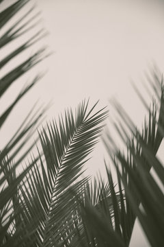 The leaves and fronds of a palm tree with depth of field blur and copy space in a nature background image