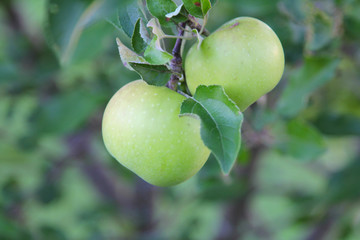Green colored apple growing on a tree in the orchard