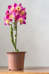 Orquídea no vaso fundo bege