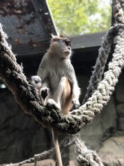 Japanese monkey on a rope