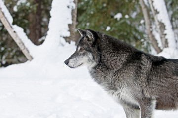 Wolf Portrait in Trees