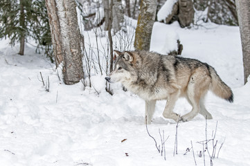 Fototapeta na wymiar Wolf Hunting in Winter