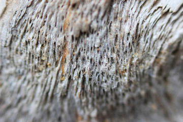 texture of old wood - a piece of pine root, taken out to the sea shore. macro photography.