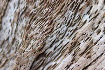 texture of old wood - a piece of pine root, taken out to the sea shore. macro photography.