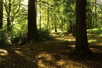 Naklejka premium Woodland Glade