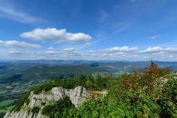 The rowan in Little Rozsutec hill. National park Mala Fatra