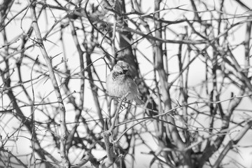 Sparrow on the bush