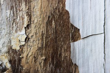 old white flaky peeling paint on a wooden window frame, macro